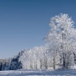 Snow-covered forest in winter