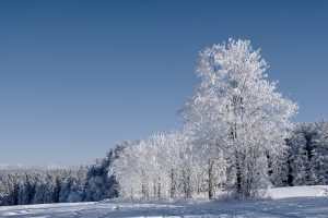 Snow-covered forest in winter