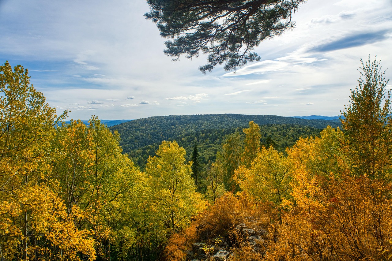 Autumn in the forests of Mari El