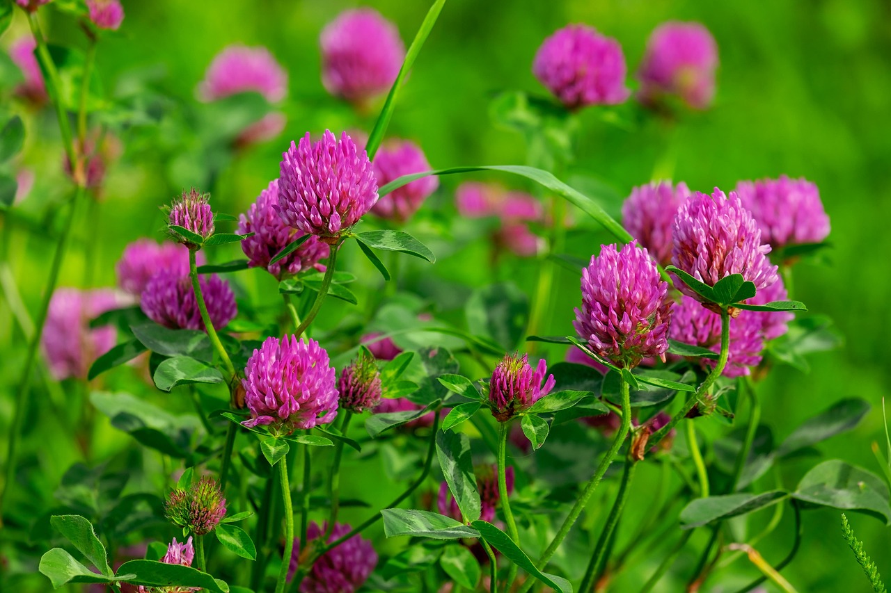 The meadows that gave the Meadow Mari their name