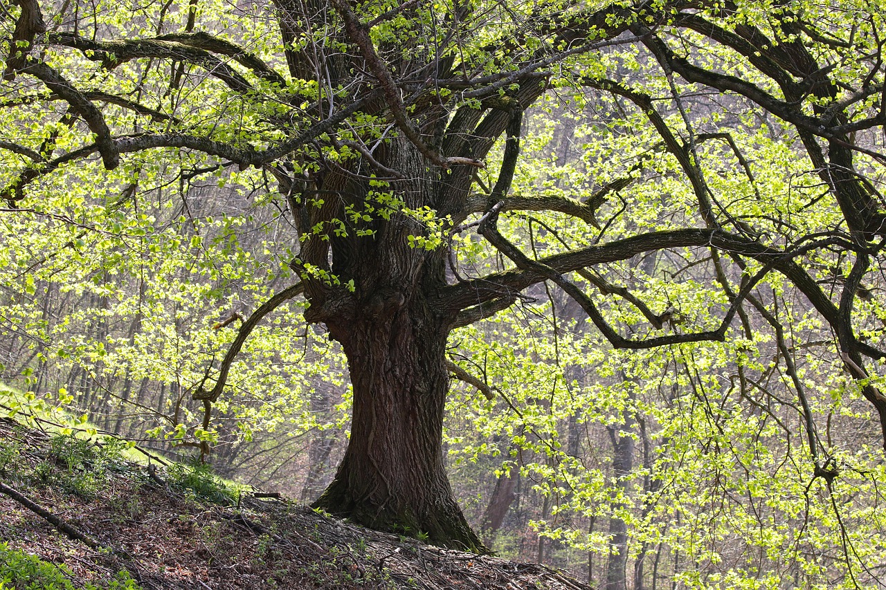 A sacred grove, the living temple of the Mari faith