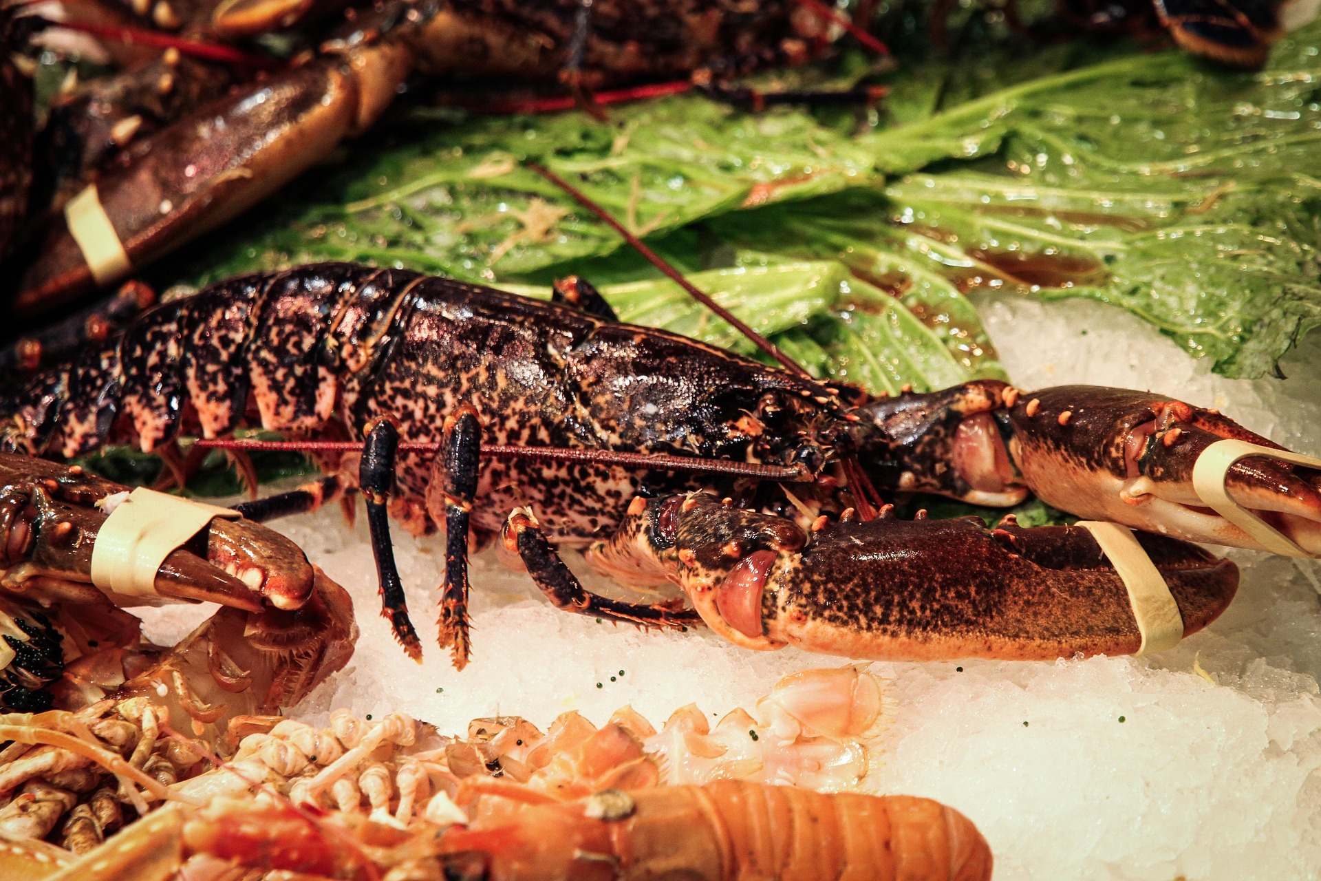 Lobster, crab, and fish caught along the reefs remain central to the Miskito diet and economy