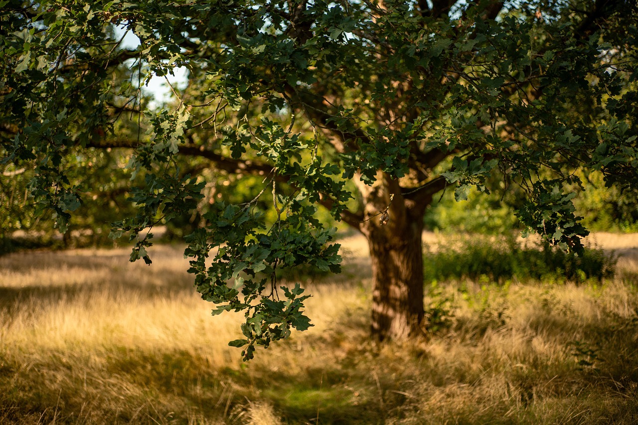 The forest-steppe of the Mordvin homeland