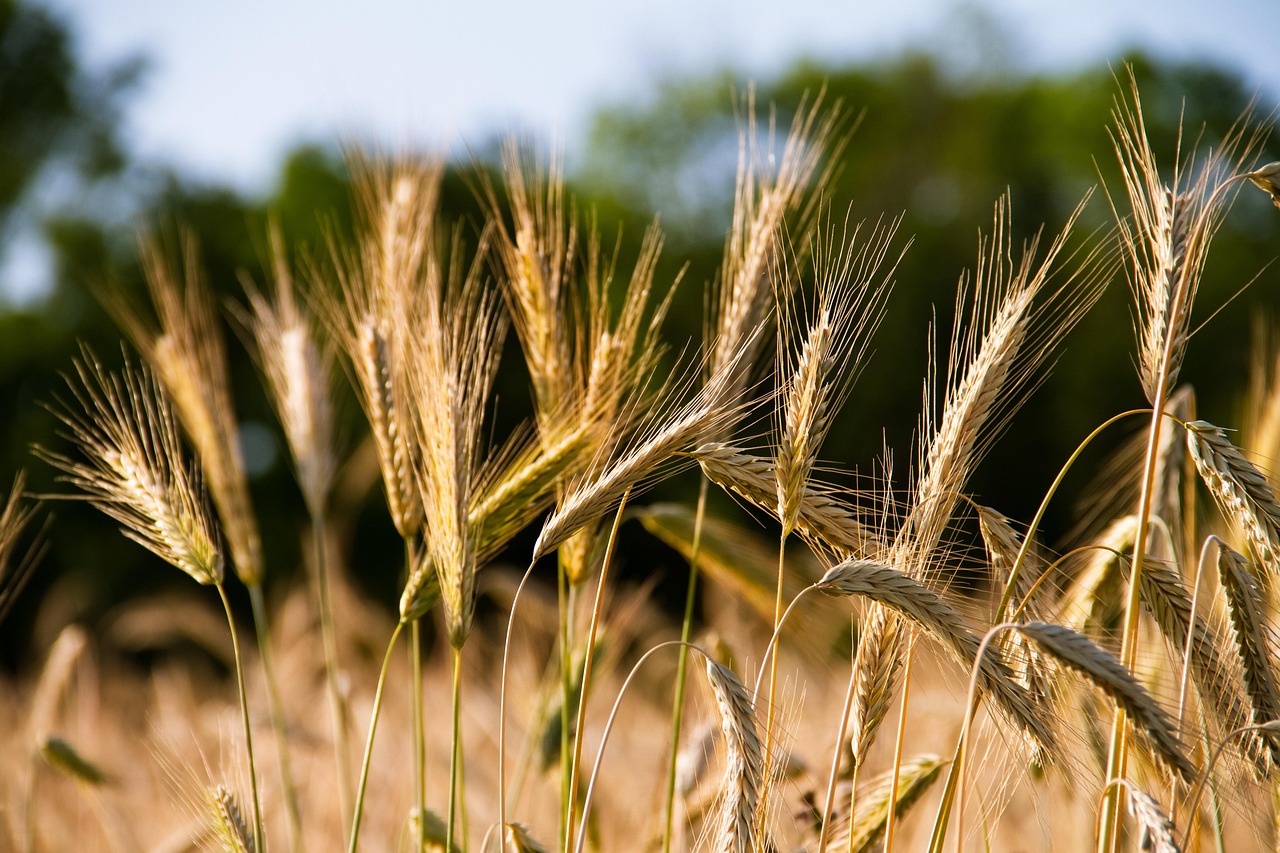 The rye that fed the Mordvin farmers