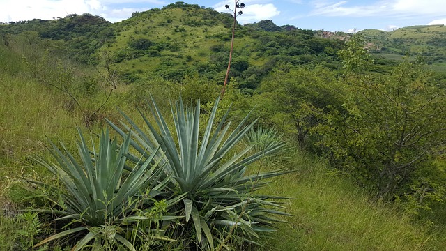 The highland landscape of central Mexico, home to the people the Aztecs called Otomi