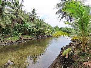 A tidal channel lined with palms at Nan Madol