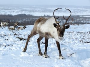 Reindeer on the tundra