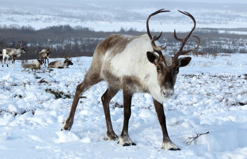 Reindeer on the tundra