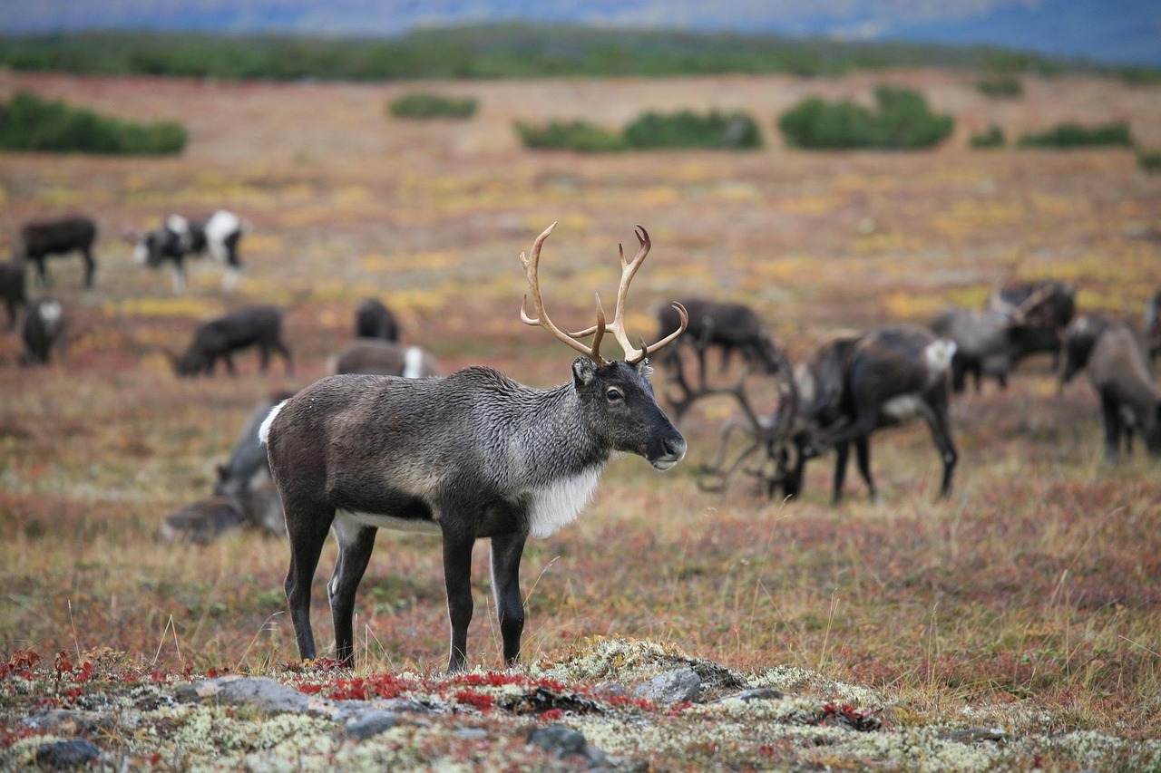 A herd on the northern tundra