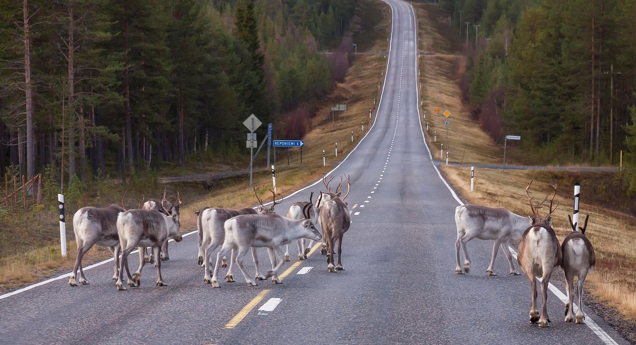 A reindeer in the Arctic snow
