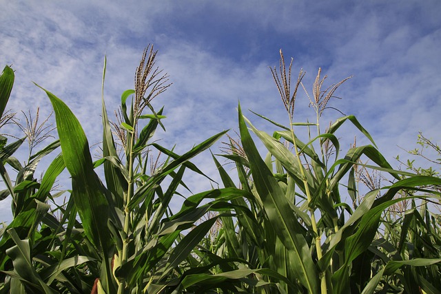 Dry farming of corn, beans, and squash on the mesas, without irrigation, has sustained Hopi communities for over a thousand years.