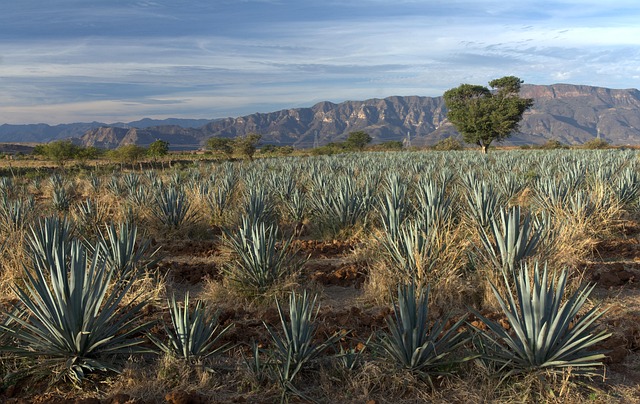 Terraced farming of maize, squash, and agave shaped daily life in the sierra.
