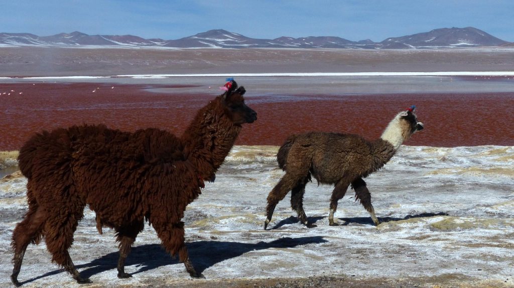 Llamas, the enduring companions of Aymara herders