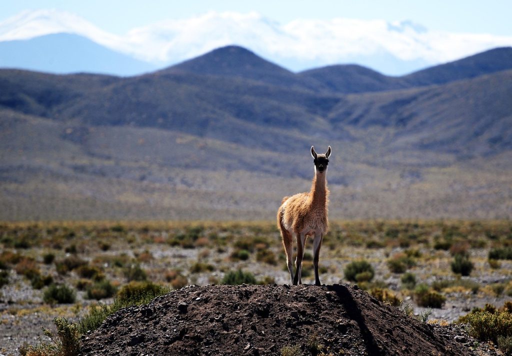 Vicuna and llama herding shaped the old Diaguita economy
