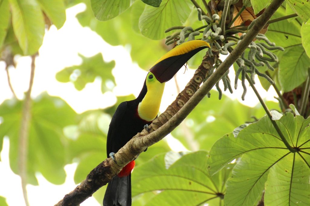 Wildlife of the subtropical forest that shaped the old Guarani way of life