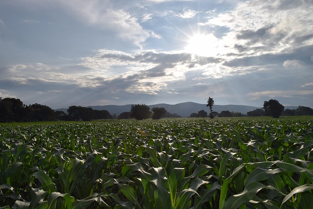 Maize growing in Mexico, the staple crop at the center of traditional Mixtec subsistence