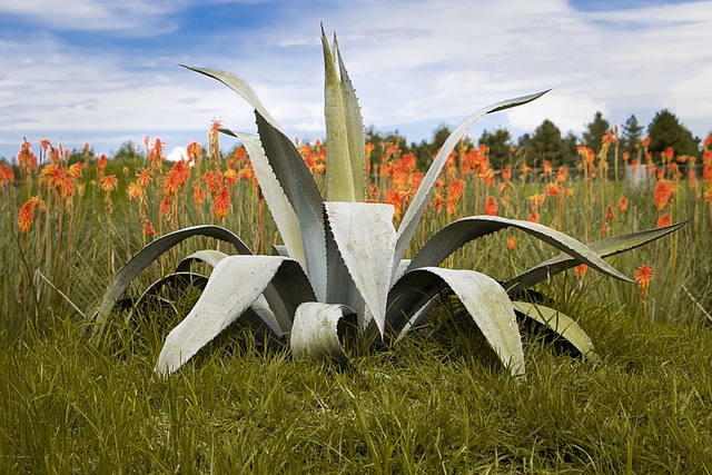 A maguey field in Mexico; the plant has long anchored Otomi subsistence in the semi-arid highlands
