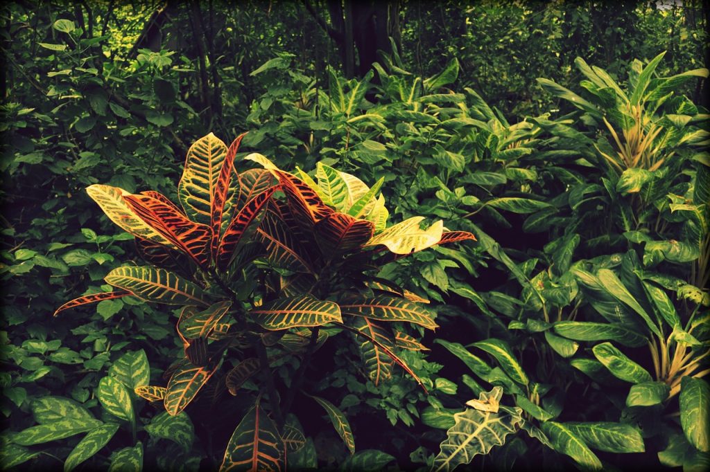 The forests of the Rio de la Plata basin, ancestral Guarani territory