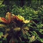 Dense South American jungle