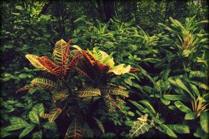 Dense South American jungle