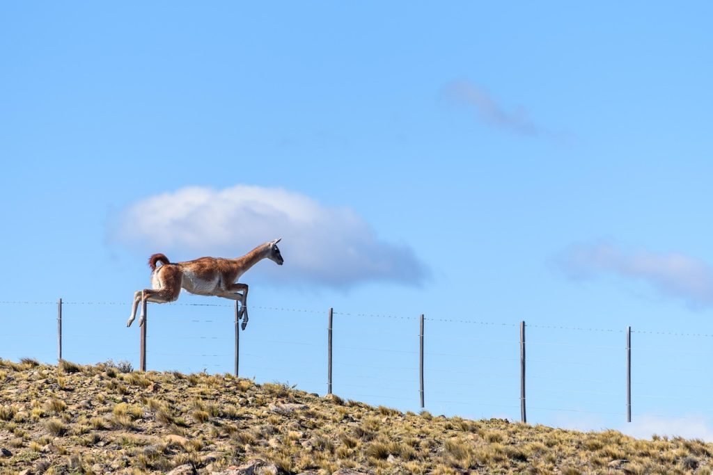 The guanaco, the wild animal that shaped Tehuelche survival on the steppe