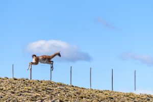 Guanaco in Patagonia