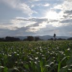 Cornfield in central Mexico at sunrise