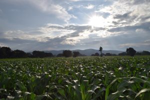 Cornfield in central Mexico at sunrise