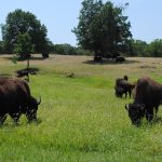 Buffalo on prairie