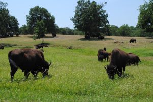 Buffalo on prairie