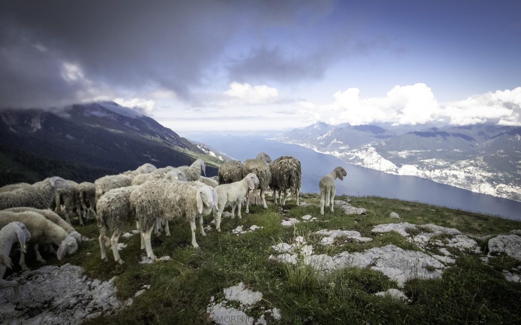 Flocks on the high pastures, the heart of mountain life