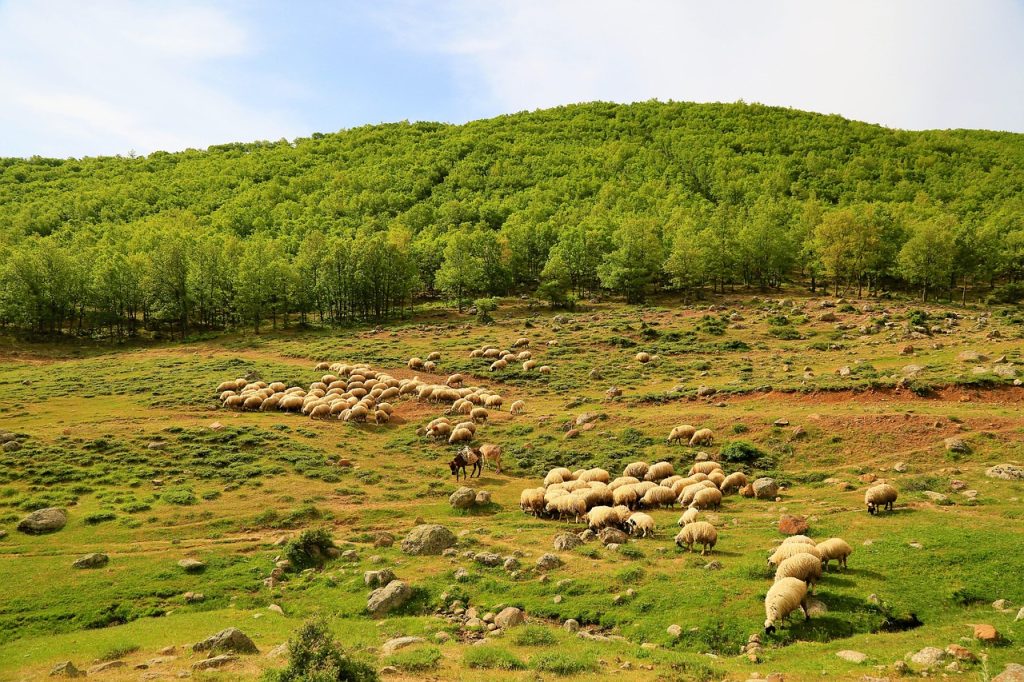 Herding sheep and goats across seasonal pastures shaped the old Pashtun economy.