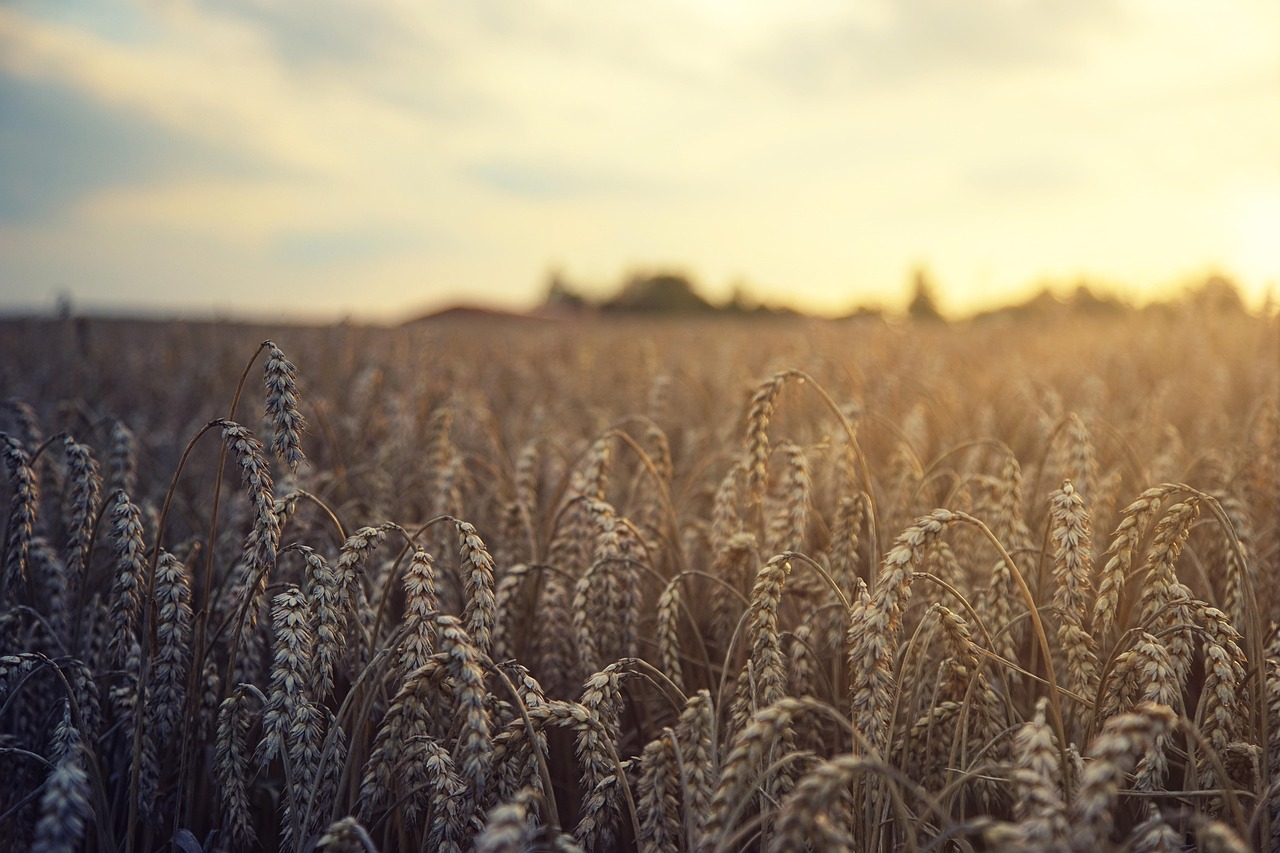 Highland wheat field ready for harvest