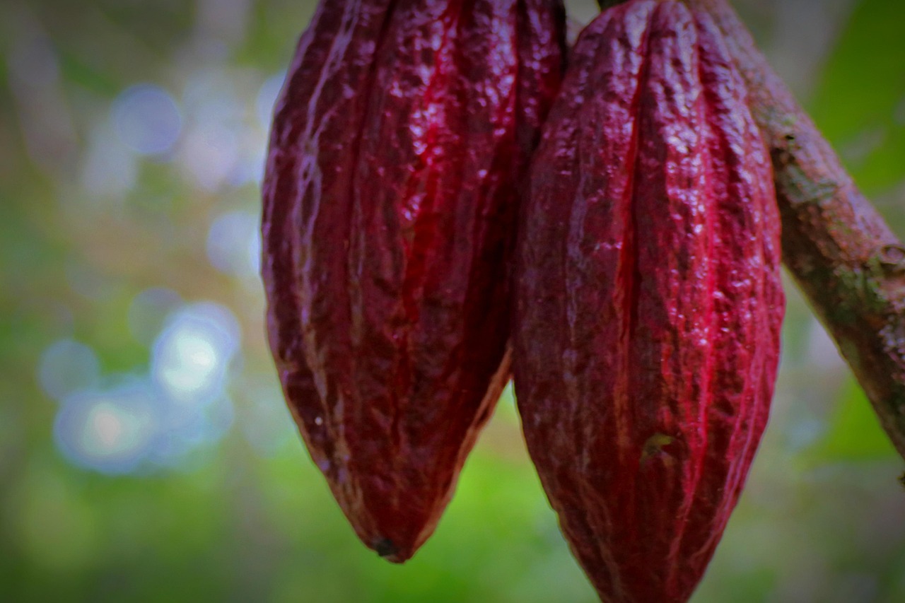 Ripe cacao pod on the tree