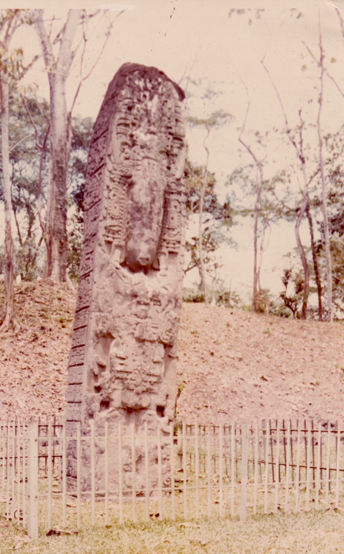 Stela D at Quirigua showing carved hieroglyphic text and royal portrait