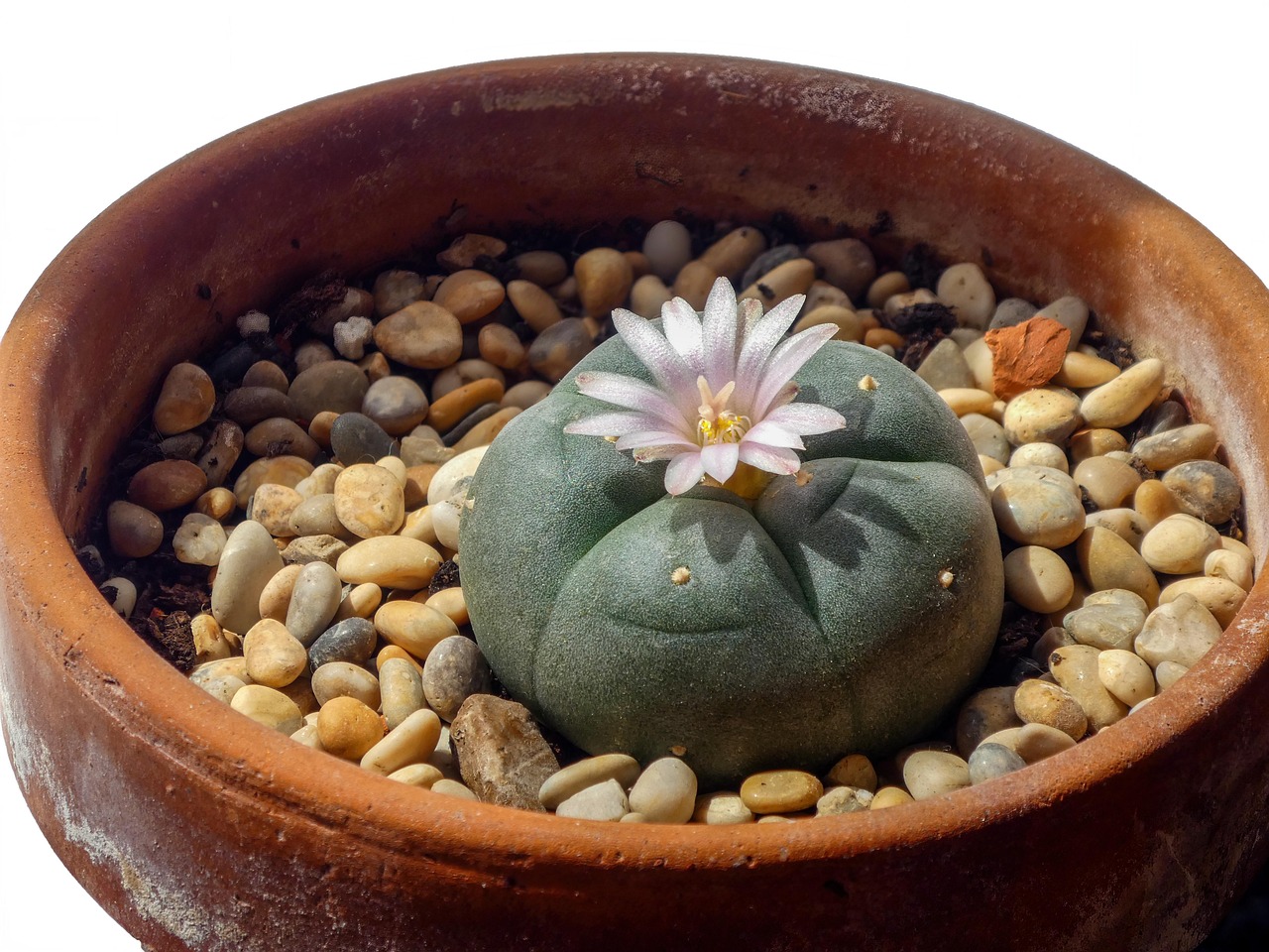 Peyote, gathered on an annual pilgrimage to the desert of Wirikuta, sits at the center of Wixárika religion.