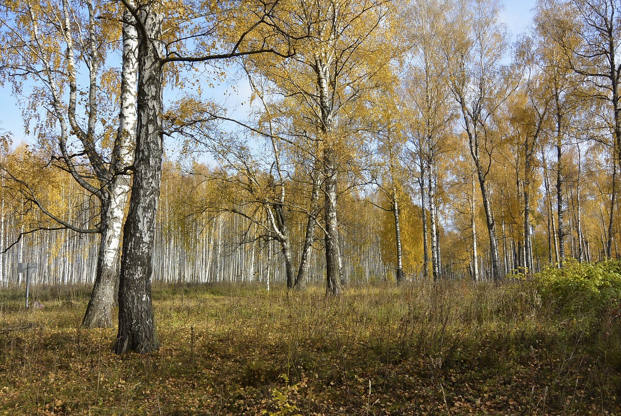 The birch, beloved tree of Russia