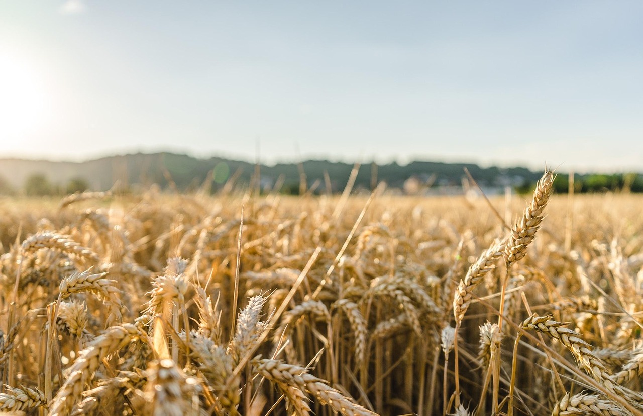 The grain fields of the Russian plain