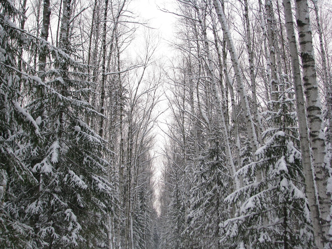 The great Russian winter