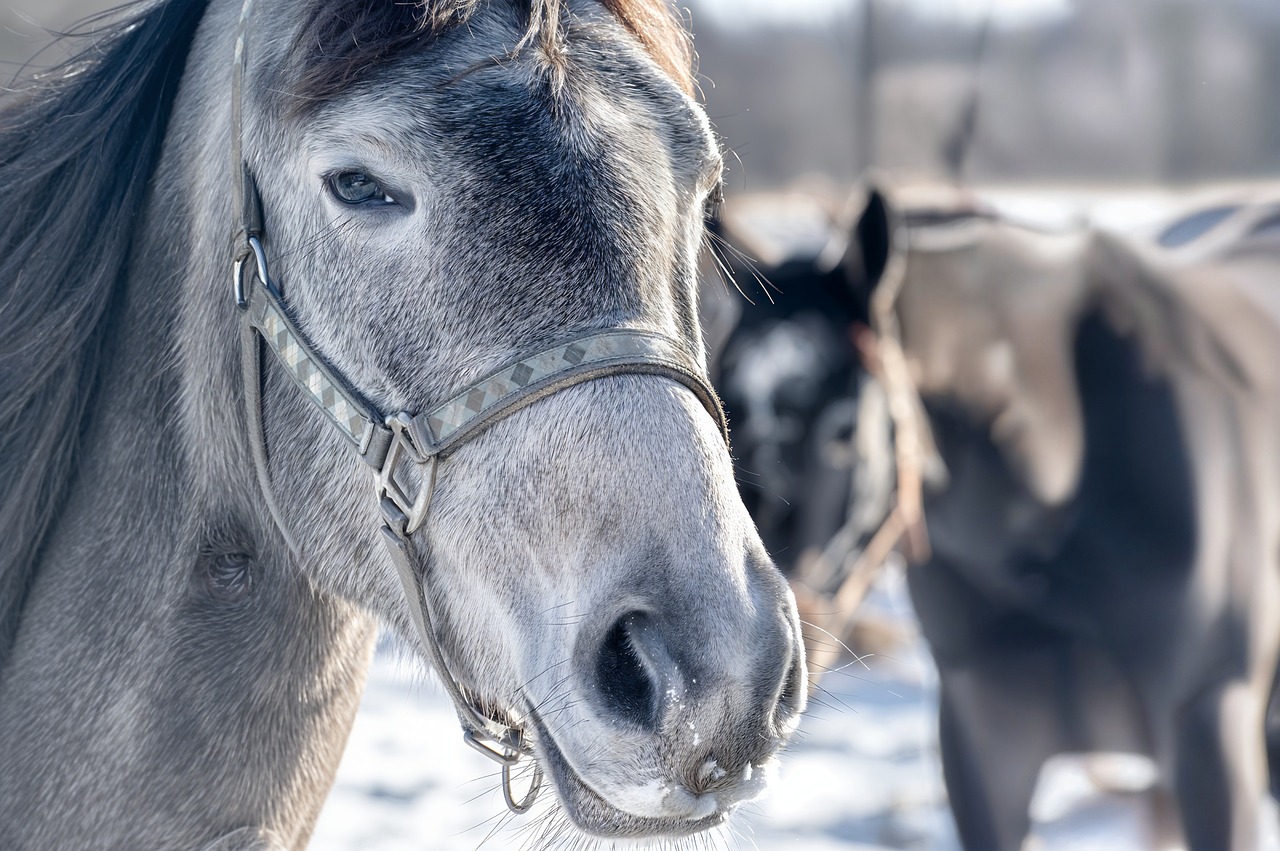 Horses that survive the Siberian cold