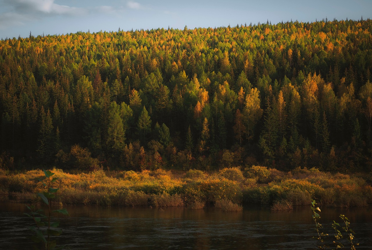 The endless taiga of the Sakha homeland