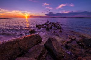 free beach gulf coast photo and picture