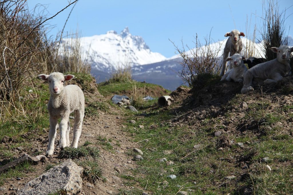 Sheep ranching reorganized Tehuelche land and labor after European settlement