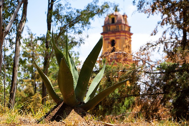 Maguey and a church together in Metepec, State of Mexico, reflecting the blend of old and new in Otomi tradition