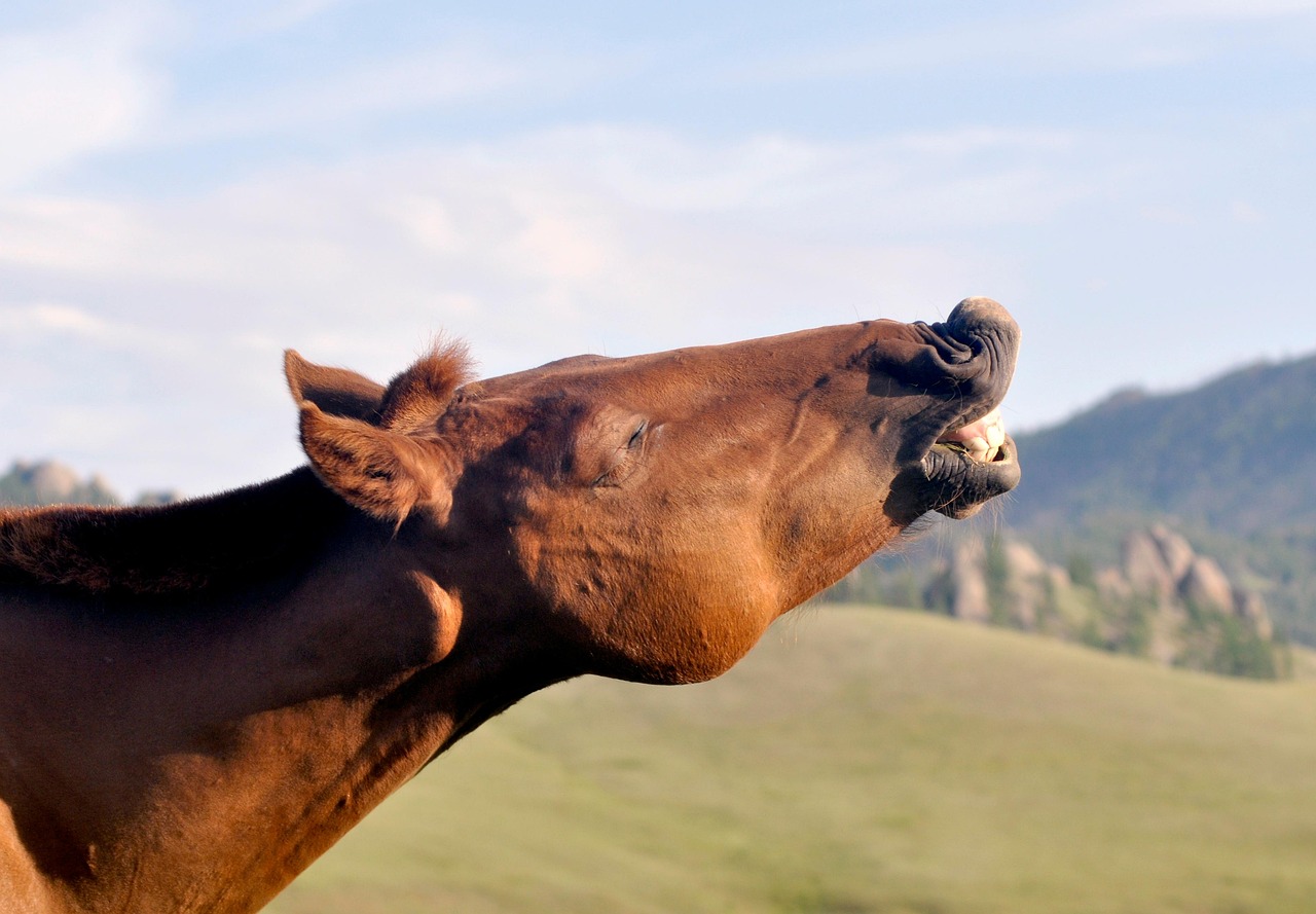 The horse, central to Tuvan nomadic life