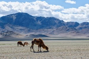 Steppe and mountains of inner Asia