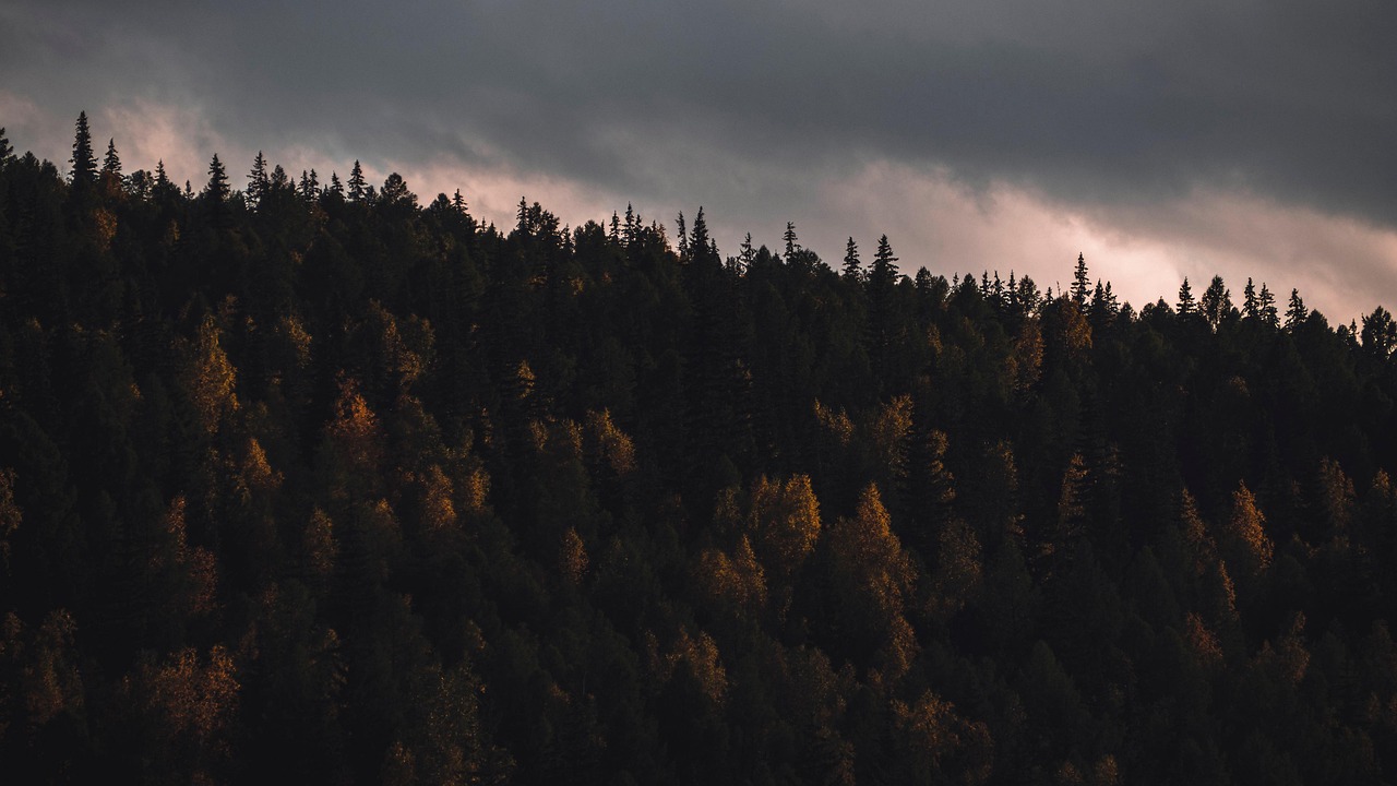 The taiga of the northern Tuvan mountains