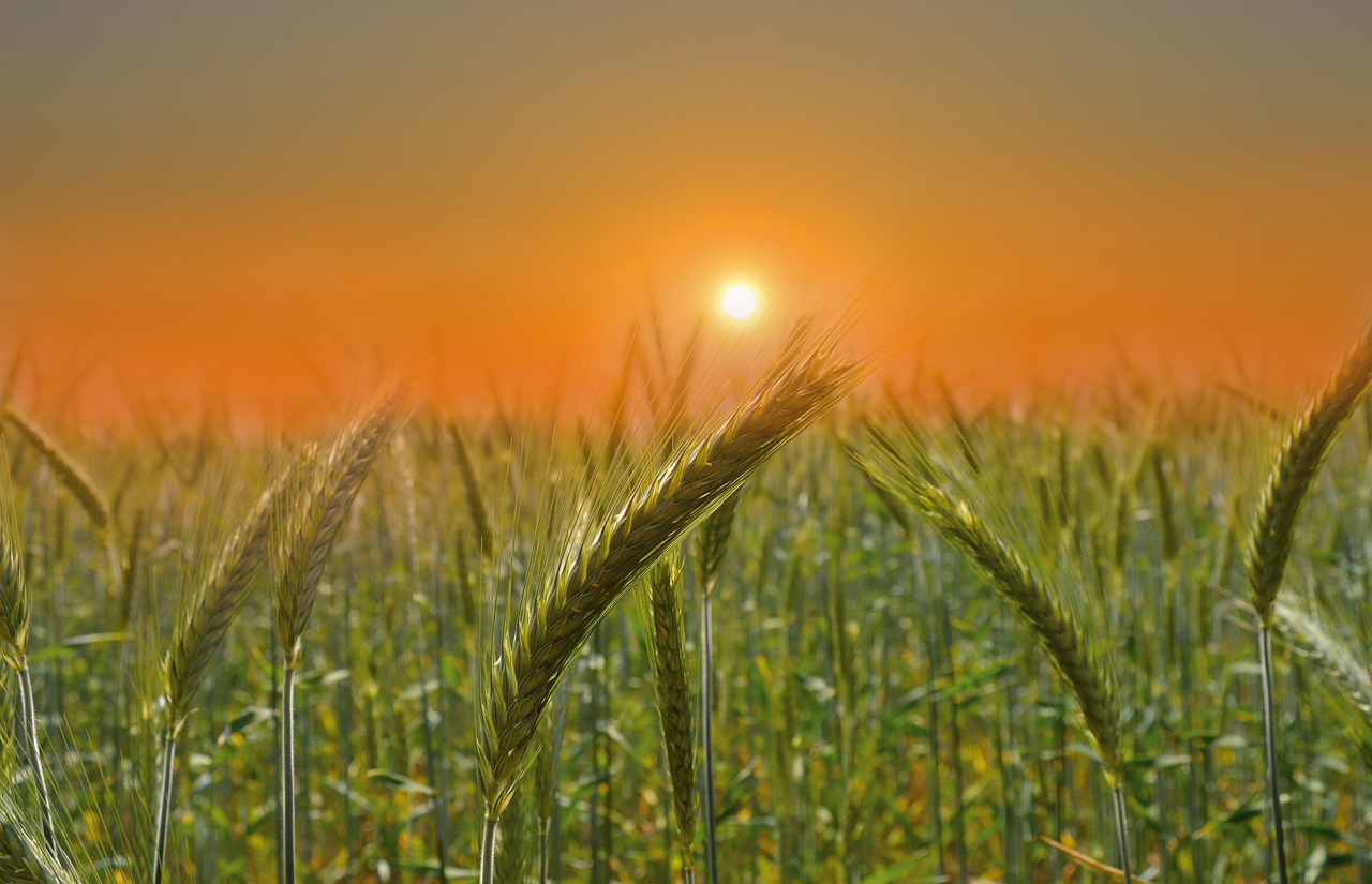 The grain fields worked by the Udmurt farmers