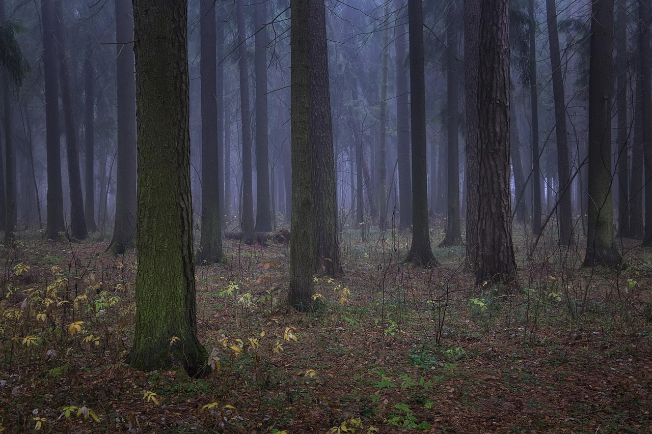 The spruce forests of the Udmurt homeland