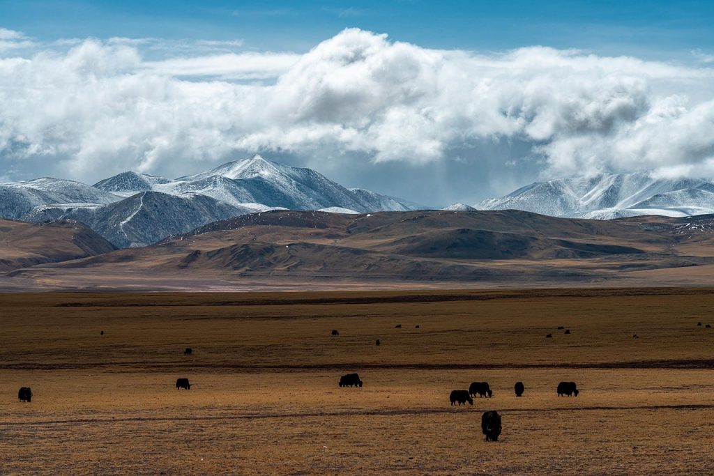 Today the Uyghurs navigate profound pressures in their homeland and abroad.